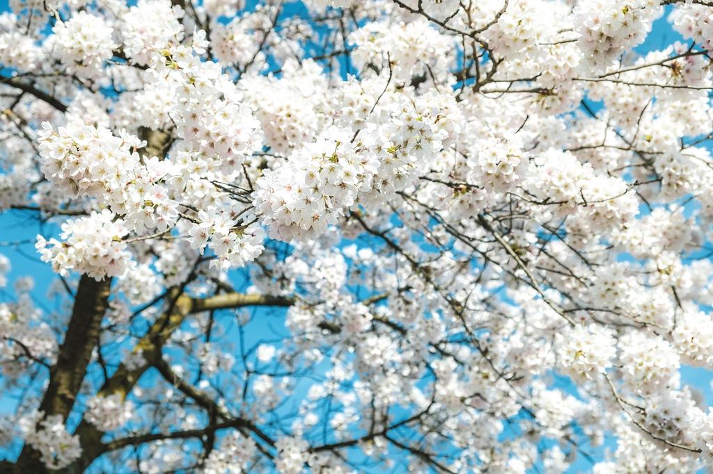 Traditional Japanese pagoda surrounded by pink cherry blossoms in full bloom